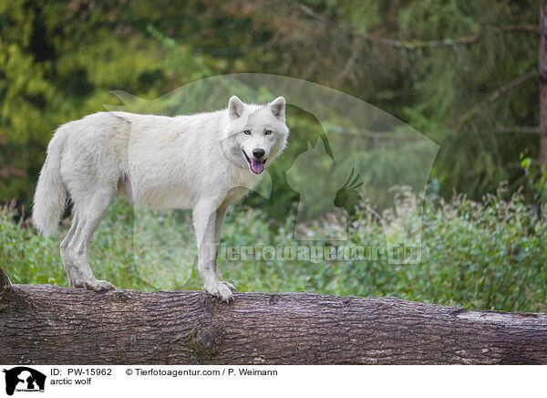 arctic wolf / PW-15962