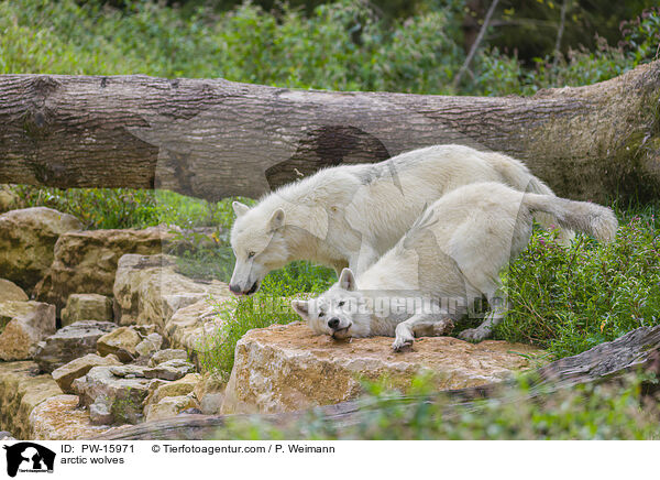 Polarwlfe / arctic wolves / PW-15971