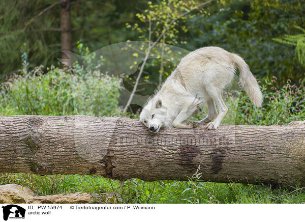 Polarwolf / arctic wolf / PW-15974