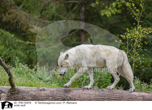 Polarwolf / arctic wolf / PW-15978