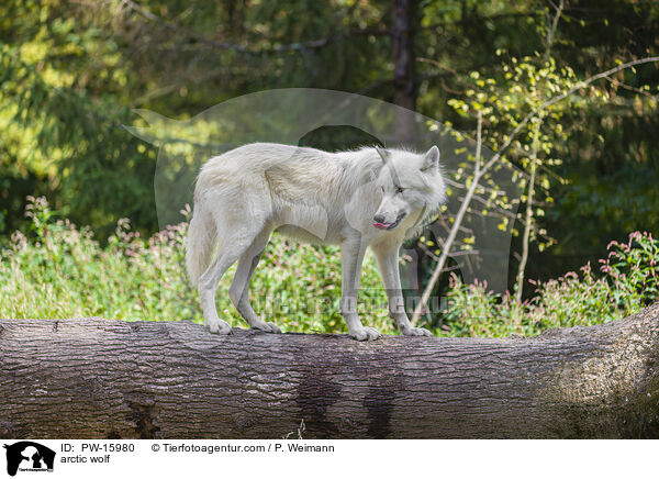 Polarwolf / arctic wolf / PW-15980