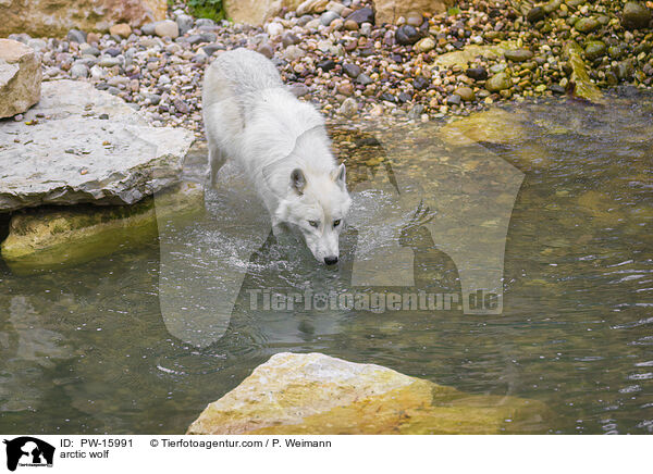 Polarwolf / arctic wolf / PW-15991