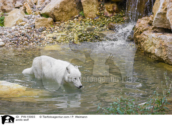 Polarwolf / arctic wolf / PW-15993