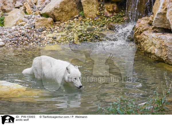 arctic wolf / PW-15993