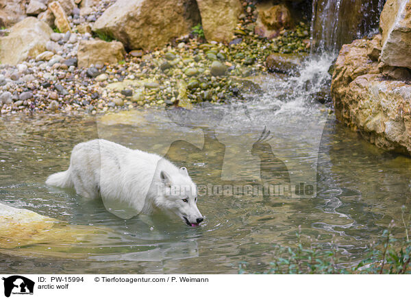 Polarwolf / arctic wolf / PW-15994