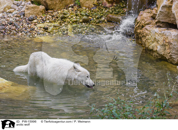 Polarwolf / arctic wolf / PW-15996