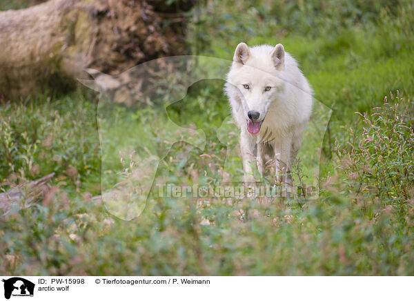Polarwolf / arctic wolf / PW-15998
