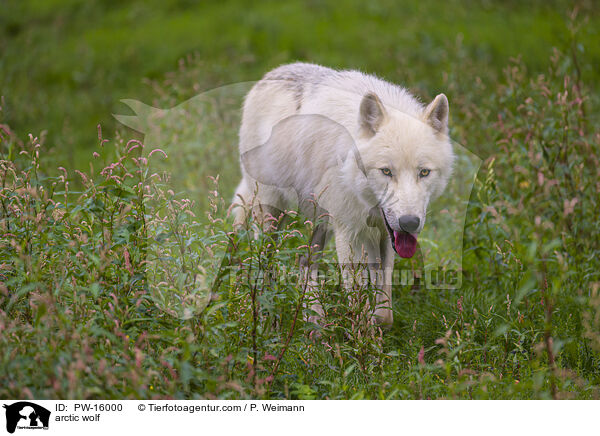 Polarwolf / arctic wolf / PW-16000
