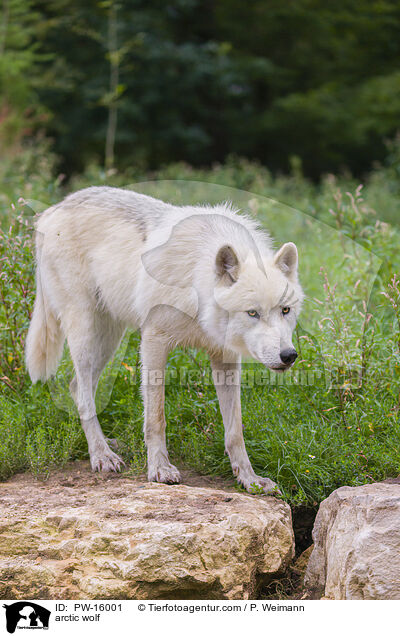 Polarwolf / arctic wolf / PW-16001