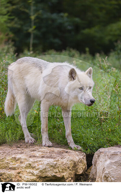 arctic wolf / PW-16002