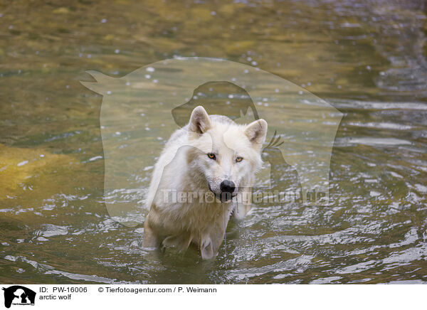 Polarwolf / arctic wolf / PW-16006