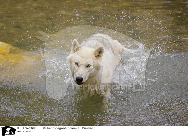 Polarwolf / arctic wolf / PW-16008