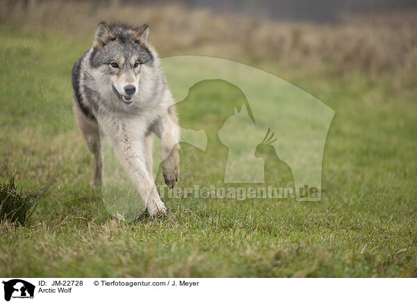 Polarwolf / Arctic Wolf / JM-22728