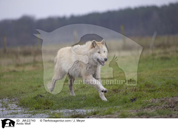 Polarwolf / Arctic Wolf / JM-22740