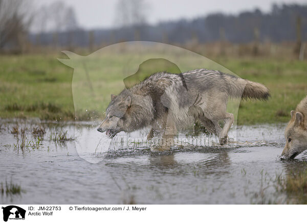 Polarwolf / Arctic Wolf / JM-22753