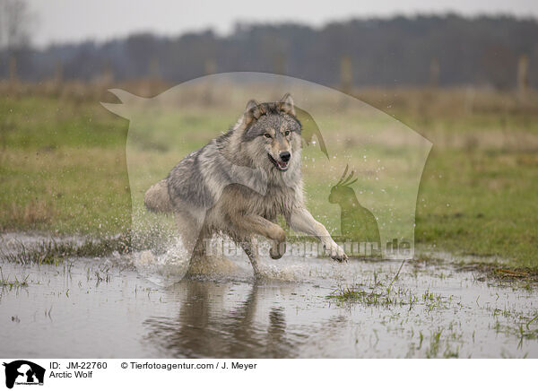 Polarwolf / Arctic Wolf / JM-22760