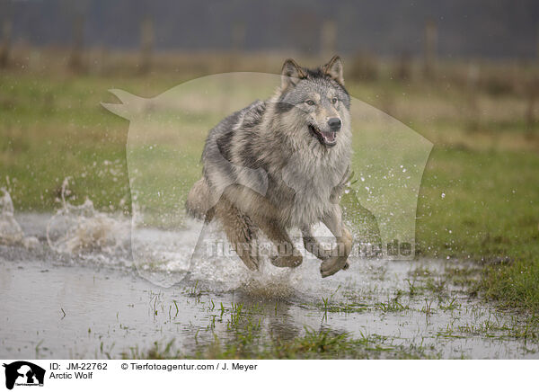 Polarwolf / Arctic Wolf / JM-22762
