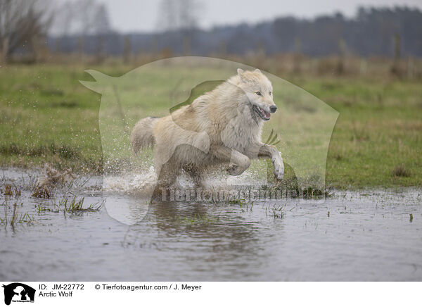 Polarwolf / Arctic Wolf / JM-22772