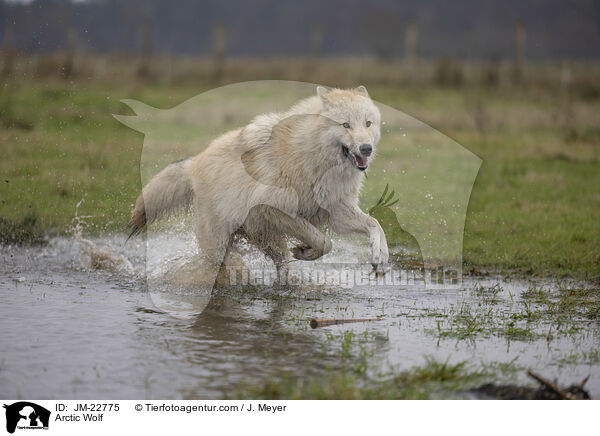 Polarwolf / Arctic Wolf / JM-22775