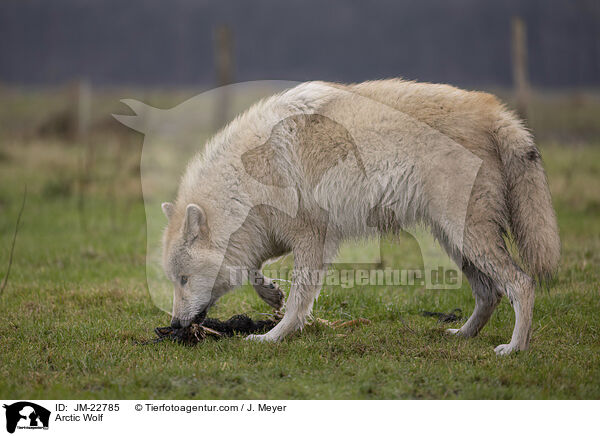 Polarwolf / Arctic Wolf / JM-22785