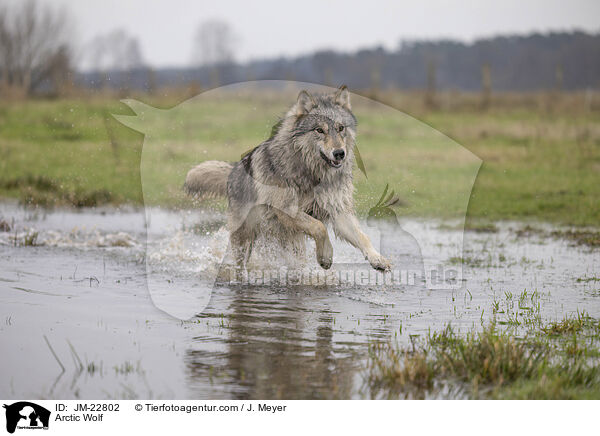 Polarwolf / Arctic Wolf / JM-22802