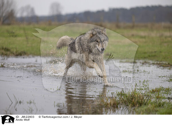 Polarwolf / Arctic Wolf / JM-22803