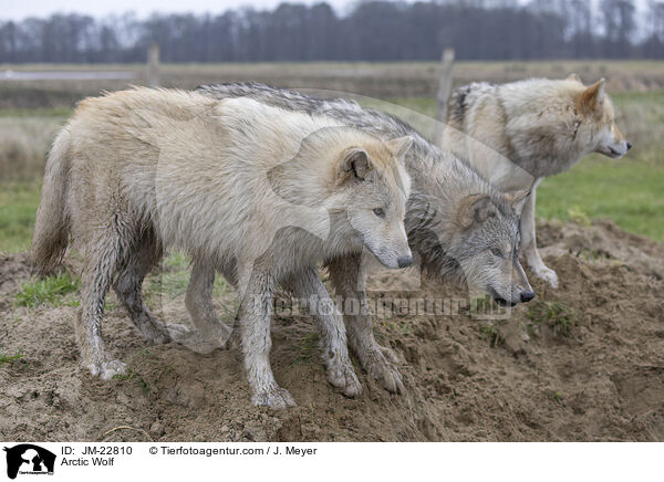 Polarwolf / Arctic Wolf / JM-22810
