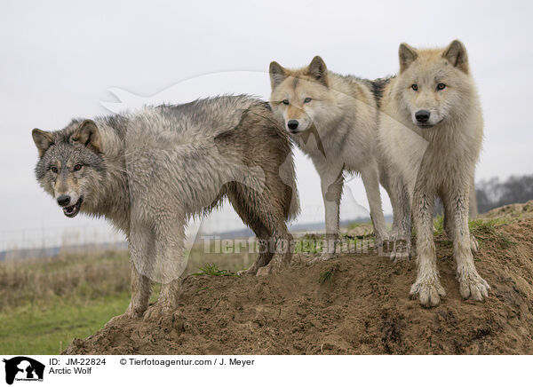 Polarwolf / Arctic Wolf / JM-22824