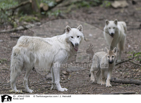 Polarwolf / Arctic wolf / JOH-01599