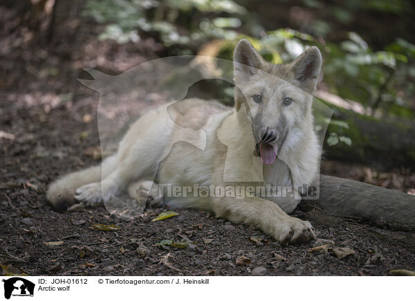 Polarwolf / Arctic wolf / JOH-01612