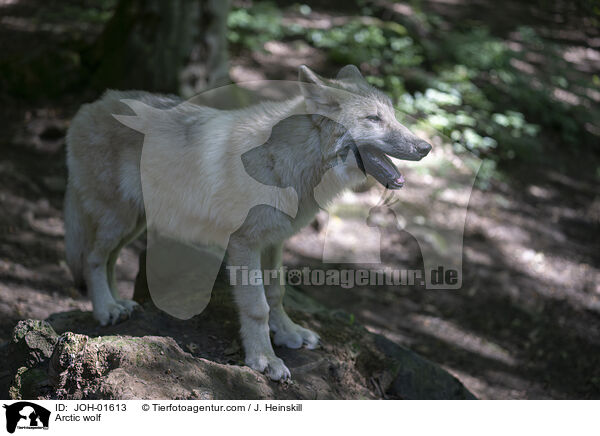 Polarwolf / Arctic wolf / JOH-01613