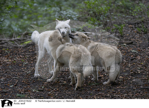 Polarwolf / Arctic wolf / JOH-01622
