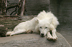 lying polar wolf