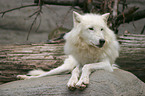 lying polar wolf