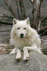 lying polar wolf