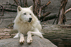 lying polar wolf