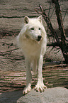 standing polar wolf