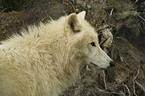 arctic wolf