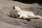 lying polar wolf