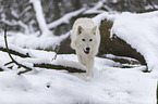 arctic wolf