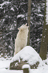 arctic wolf