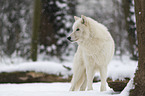 arctic wolf