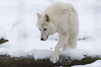 arctic wolf
