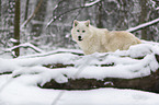 arctic wolf