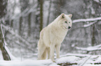 arctic wolf