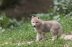 young arctic wolf