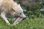 arctic wolf