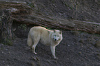 standing Arctic Wolf