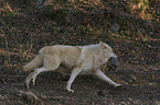 running Arctic Wolf