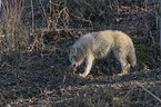 standing Arctic Wolf